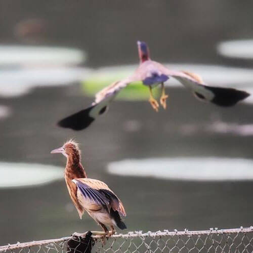 How To Keep Birds Off Patio Furniture