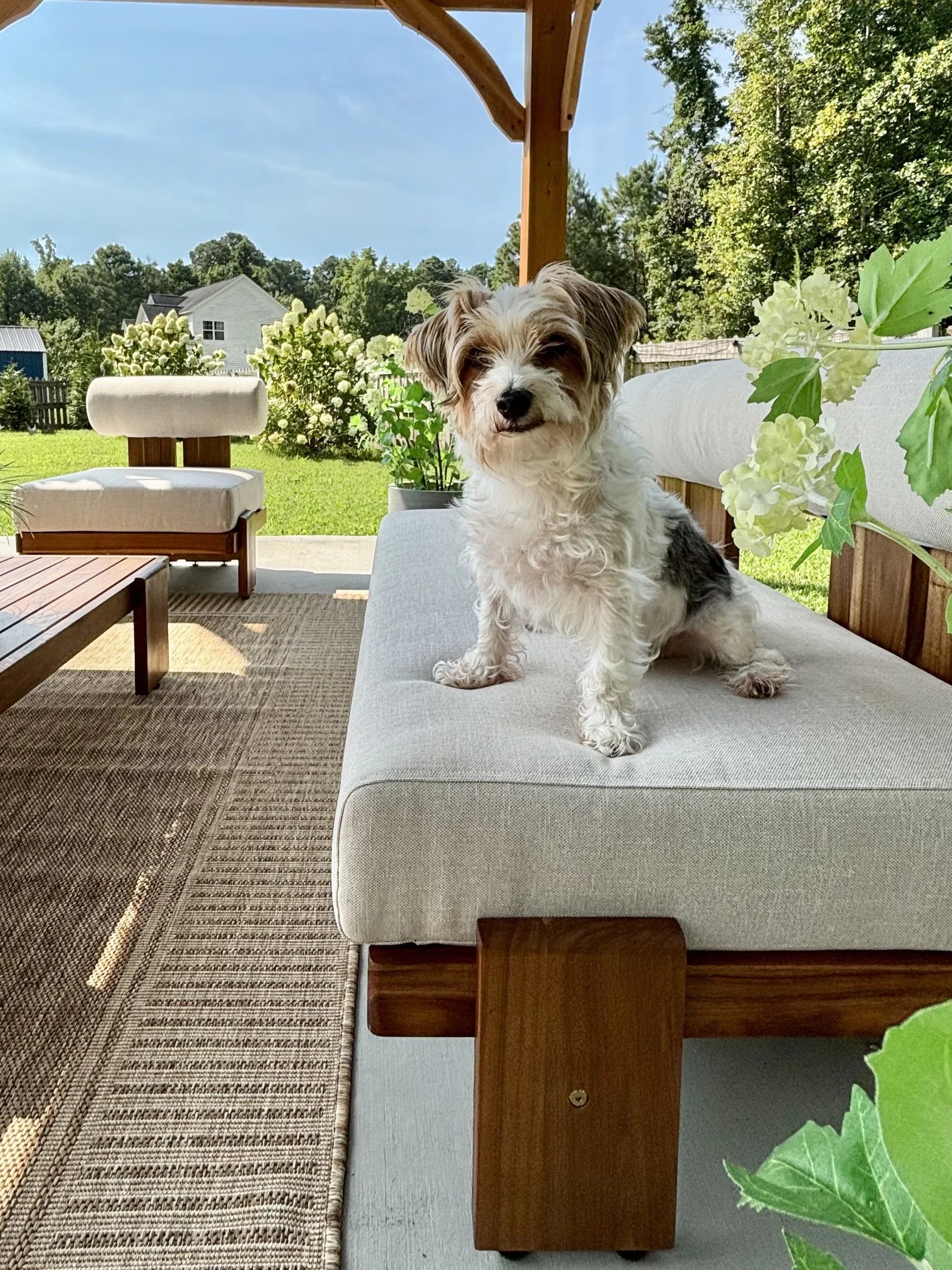 Small dog sitting on a cushioned outdoor couch - Jardina Modern Premium Outdoor Patio Furniture Sets